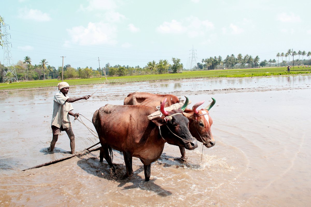 Village rainwater harvesting and recharge demonstration